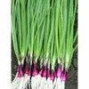 22Day Seeds: Seeds Red Welsh Onion/Bunching/Non GMO/Heirloom