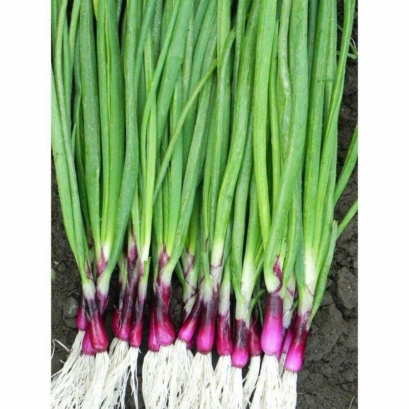 22Day Seeds: Seeds Red Welsh Onion/Bunching/Non GMO/Heirloom