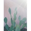 Cactus (2) 6”-10” Pads / Cuttings ~ Opuntia Gomei -