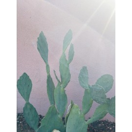 Cactus (2) 6”-10” Pads / Cuttings ~ Opuntia Gomei - Old Mexico Cactus - Pear Cactus