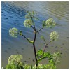 Everwilde Farms - 1 Oz Angelica Native Wildflower Seeds -