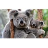 EUCALYPTUS ESSENTIAL OIL 100% Pure 8oz.