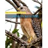 Common Kestrel: A perfect Coffee Table Picture Book - For