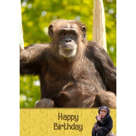 Monkey Chimp Birthday Card