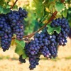 Wine Grape Vine Seeds for Planting - 100+ Seeds -