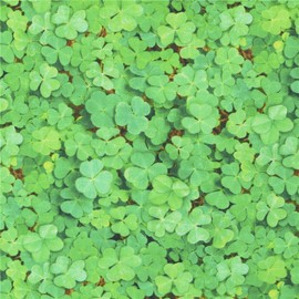 Shamrock green clovers fabric, 100% cotton, USA fabric, Elizabeth's Studio, leaves foliage themed, great for St Patrick's Day (per 0.5 yard)