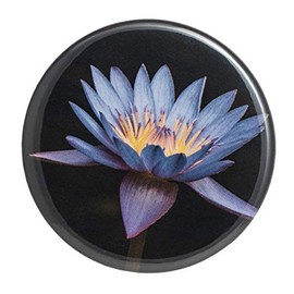 Lavender Water Lily Black Background Flat Art Pocket Mirror