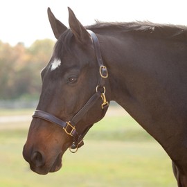 SmartEquine Soft Padded Leather Halter | Halters for Horses | Handmade Premium Leather and Brass for Secure Fit and No Discomfort | Havana | Cob-Size