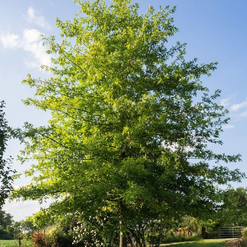 Generic Shumard Oak, Shade Tree, Ample Size, Drought Resistant, Acorn