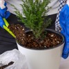 Doter Bonsai Soil Mix Ready to Use (2qt), Premium Fast