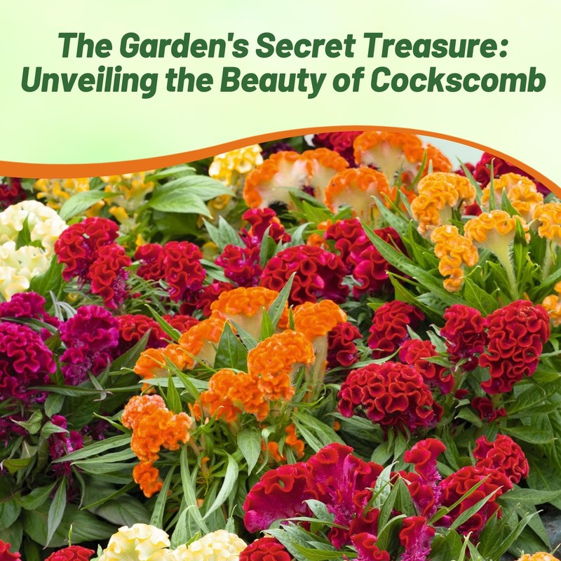 Outsidepride Mix Cockscomb Seeds - 1000 Pcs Annual Dwarf Celosia