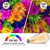 DAYBETTER 16 Pack Vintage LED Edison Bulbs, E26 Led Bulb
