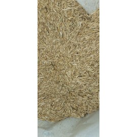 10 lbs Oat Grain Seed | Non-GMO | Mushroom Grain Spawn | Grass Seed for Cats