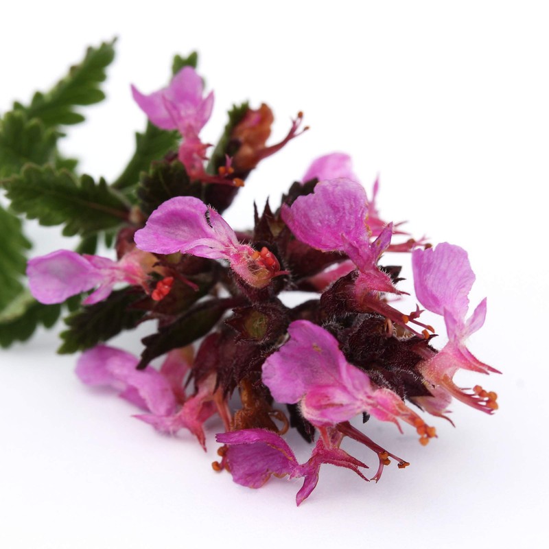 Outsidepride Germander - 500 Seeds