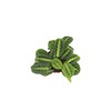 Maranta Green Prayer Plant “Lemon Lime” - 6” from California