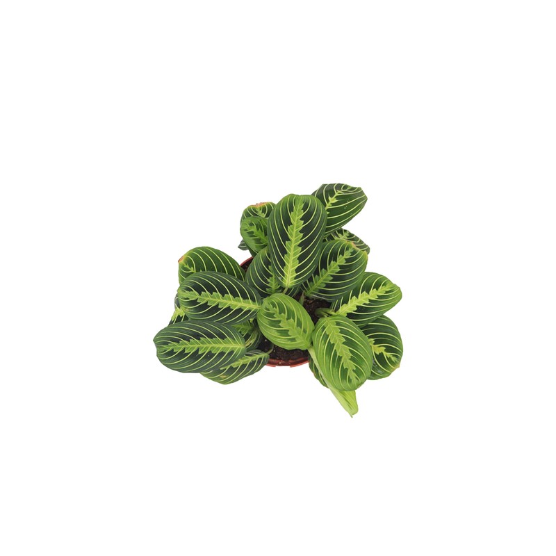 Maranta Green Prayer Plant “Lemon Lime” - 6” from California