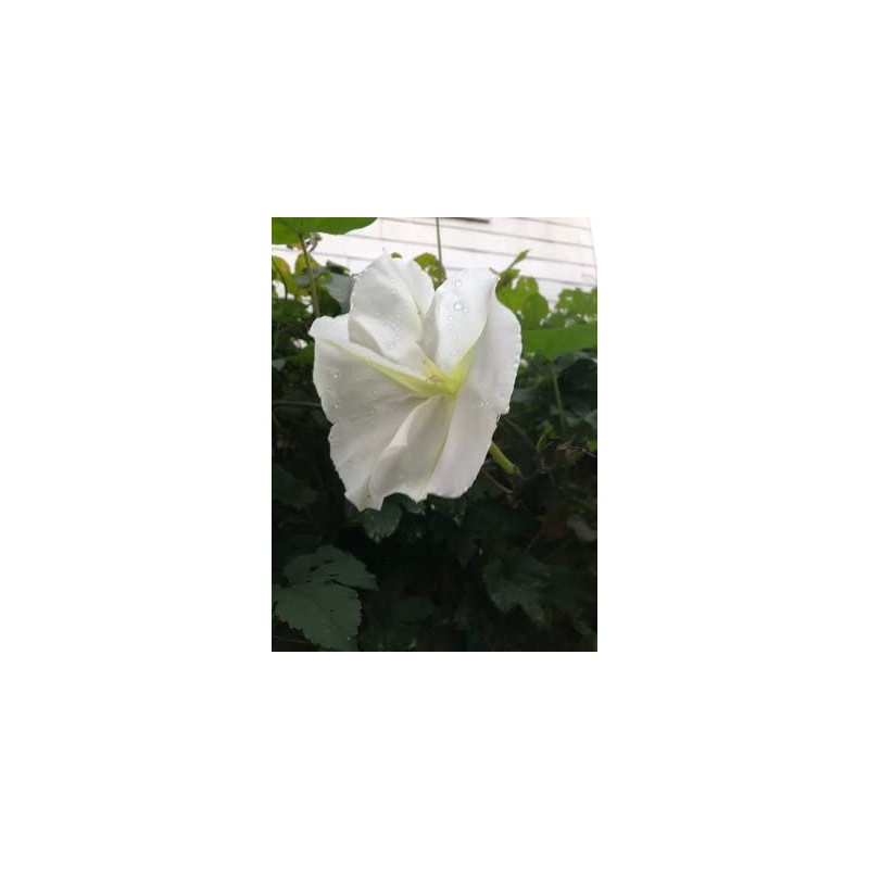 Moon Flower Seeds (Ipomoea alba) 20 Seeds (10 Grams)