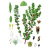 Pure Herbs: Red Clover Blended - 1 oz.