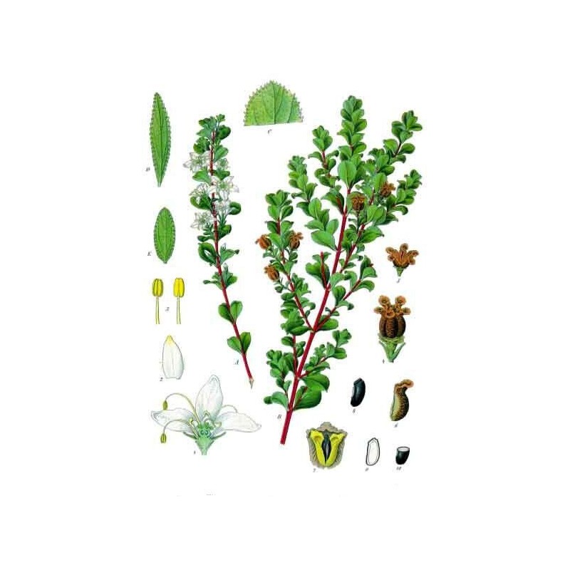 Pure Herbs: Red Clover Blended - 1 oz.