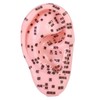 perfeclan Human Ear Acupoint Teaching Aid,Simulation,Props,Professional,Ear Teaching Model Massage Practice