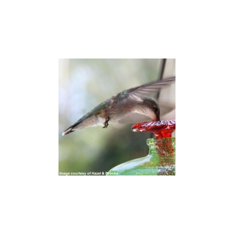 BestNest Hummingbird Mini-Blossom Chandelier, Clear, 12 oz.