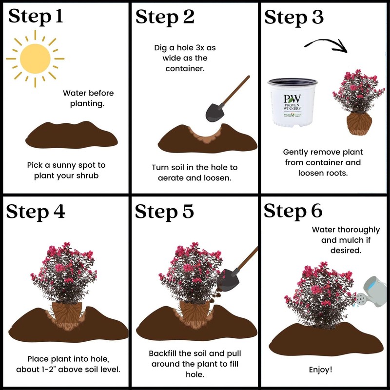 2 Gallon Proven Winners Center Stage Pink Crape Myrtle