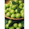 Green Plum (Yeşil Erik)
