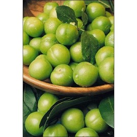 Green Plum (Yeşil Erik)