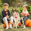 Sweetude 50 Pcs Fall Dog Bandanas Bulk Pumpkin Maple Leaves