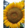 Giant Sunflower Kit