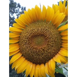 Giant Sunflower Kit