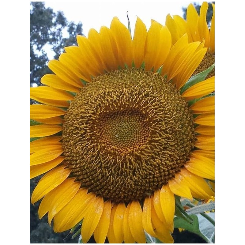 Giant Sunflower Kit