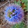 Fresh 1000 BLUE PRIDE of MADEIRA Seeds (Echium candicans) Bulk