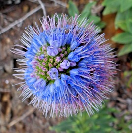Fresh 1000 BLUE PRIDE of MADEIRA Seeds (Echium candicans) Bulk Perennial Flower Plant