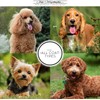 Chris Christensen Karben I Slicker Brush for Dogs, Groom Like