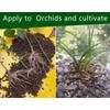 Horticultural Akadama Soil - Cactus Bonsai Succulent Soil Additive for