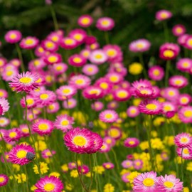 Outsidepride 1000 Seeds Annual Helipterum Rose Paper Daisy Flower Seeds for Planting