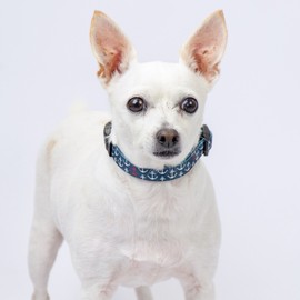 Country Brook Petz - Deluxe Dog Collar - Made of Premium Polyester for Durability, Comfort & Style - Vibrant Summer Breeze Collection, Anchors Away, Large