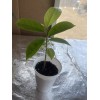 Tree Annona Muricata Graviola Soursop Guanabana Potted Tropical 5-9 inches