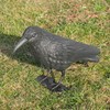 KCT Crow Decoy Full Bodied Realistic Hunting Prop and Bird
