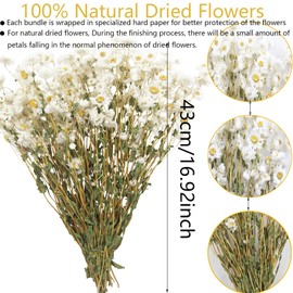 CITYES Dried Daisy Flowers Bouquet Dried Flowers White with Stems Real Chrysanthemum Gerber Daisies Arrangements for Wedding Farmhouse Vase Decorations DIY Home Party Wildflower Decor