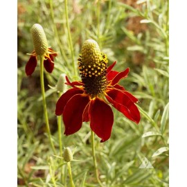Southeast Seeds Dwarf Red Coneflower Seeds, Mexican Red Hat, Columnar Upright Prairie, FREE SHIP - 1800 Seeds or 1 Gram