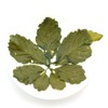 GOARTEA 4Pcs 250g / 35.2oz Premium Seven Leaf Jiaogulan Gynostemma