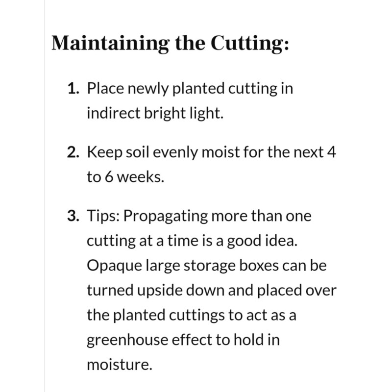 MrTreeUSee Lilac Purple Crepe Myrtle 5+ FRESH cuttings Beautiful Fragrant