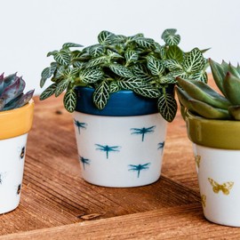 Ivyline Planter, Ceramic, Dragonfly, 7 x 7cm