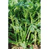 Chrysanthemum Greens Seeds - Oasis - 4 Oz ~57200 Seeds