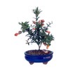 Bonsaiboy Flowering Dwarf Pomegranate - Small Punica Granatum Nana