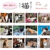 Active Corporation 2026 Calendar Wall-mounted Sunbathing Cat Chronicles 26ACL-04 2026
