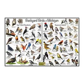 Where's Wildlife Backyard Birds of Michigan Bird Identification Poster Divided into Year-round Residents and Seasonal Visitors - Birdwatching Nature Chart (20" x 30")