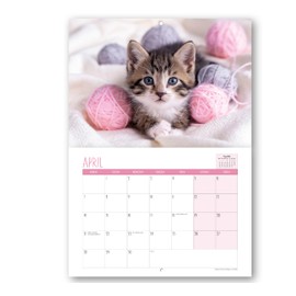 2025 A4 Cute Kittens Calendar. One Month to View. A3 when open. Wall Calendar by Absolutely Yours.